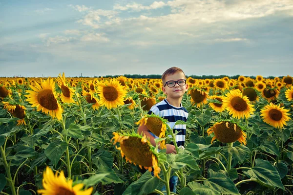 在田野里有向日葵的男孩 孩子在日落的田野里散步 — 图库照片