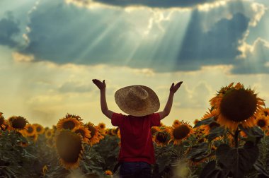 Çocuk bir yürüyüş alanı ile ayçiçeği gün batımında