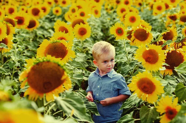 Retrato Niño Girasoles Niño Paseo Por Campo — Foto de Stock