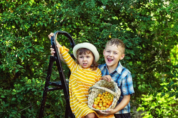 Niños Jardín Con Una Cosecha Bayas Hermano Hermana Sosteniendo Una — Foto de Stock