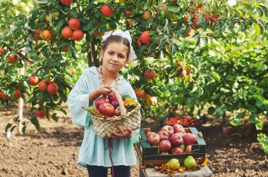 Elma ile bir kız portresi. Taze elma sepeti tutan kız