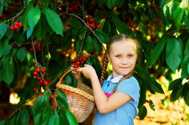 Çocuk kiraz topluyor. Kiraz toplayan güzel bir kız.