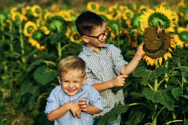 Funny Boys Field Sunflowers Brothers Play Outdoors — Stock Photo, Image