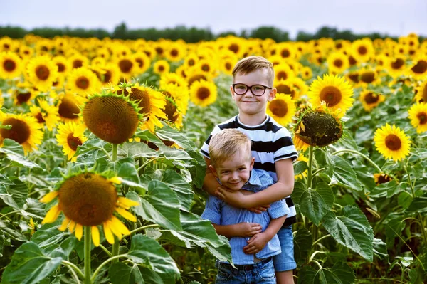 Chicos Graciosos Campo Con Girasoles Los Hermanos Juegan Aire Libre — Foto de Stock