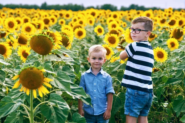 Funny Boys Field Sunflowers Brothers Play Outdoors — Stock Photo, Image