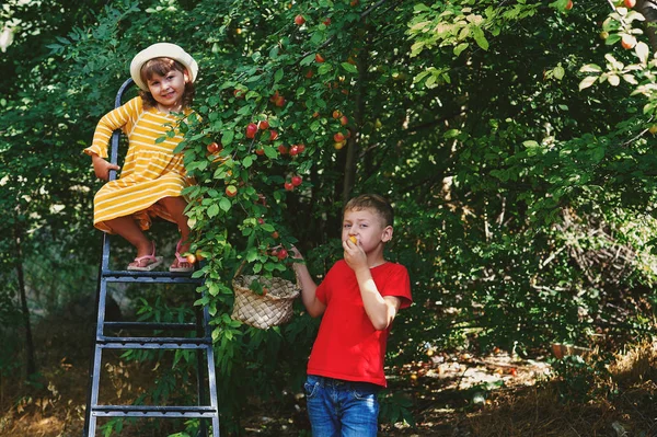 Niños Jardín Cosechan Fruta — Foto de Stock