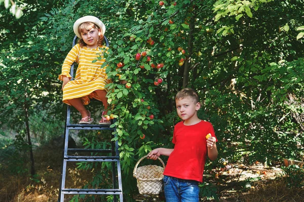 Niños Jardín Cosechan Fruta — Foto de Stock