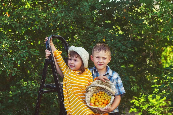 Niños Jardín Cosechan Fruta — Foto de Stock