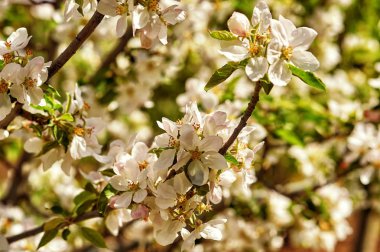 Elma çiçekleri bir dalı . Meyve ağaçlarının çiçekli dalları
