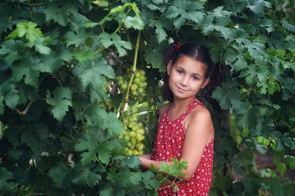 Portré Egy Kislány Kertben Szőlő — Stock Fotó