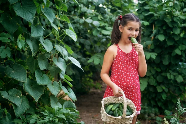 Belle Petite Fille Dans Jardin Cueillette Des Concombres Économie Domestique — Photo
