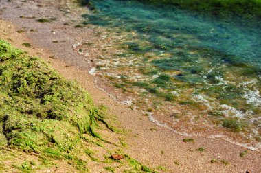 Deniz yosunuyla kaplı bir deniz plajı parçası .
