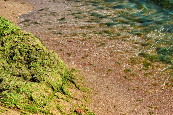Deniz yosunuyla kaplı bir deniz plajı parçası .