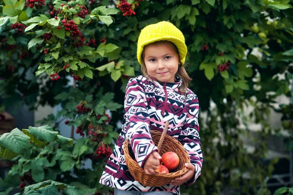 Portrait Une Petite Fille Heureuse Avec Une Récolte Pommes Dans — Photo