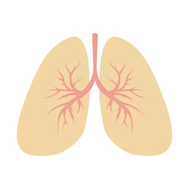 Beyaz arka üzerinde izole insan akciğer modern vektör Illustration