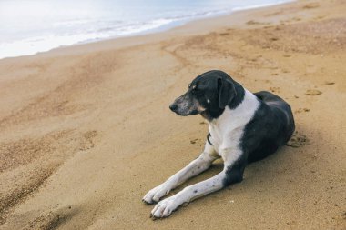 Sakin değil safkan büyük siyah ve beyaz köpek dinlenme