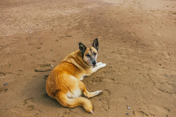 Calma não puro cão grande descansando na praia ensolarada verão arenoso . — Fotografia de Stock