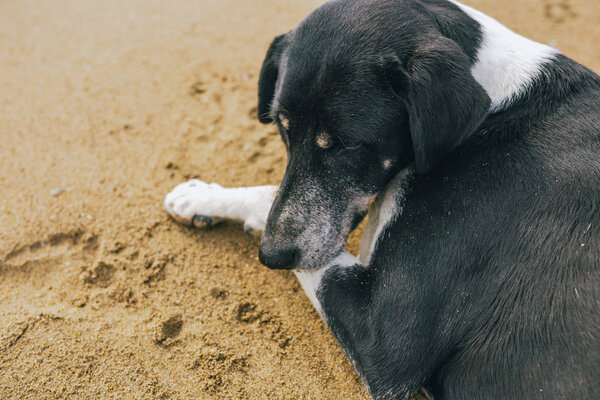 Calm not purebred big black and white dog resting