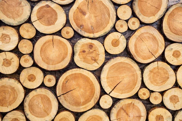 Dekorativní Stěna Dřevěné Řezané Kusy Stromu Jako Součást Výzdoby Photobooth — Stock fotografie