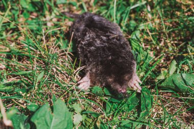 Yeşil çim ve kürk üzerinde çalışan böcekler küçük köstebek hayvan atma ceset. Yatay renkli görüntü.