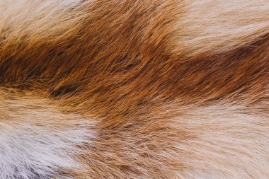 Portre renkli gerçek fox hayvan kürk yumuşak doku üstten görünüm. Doğal tüylü arka plan. Yatay renkli fotoğraf.