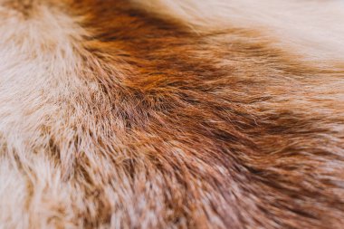 Yakın çekim yumuşak doku renkli gerçek fox hayvan kürk üstten görünüm. Doğal tüylü arka plan. Yatay renkli fotoğraf.