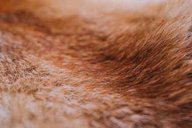 Portre renkli gerçek ölü hayvan kürk dokusuna üstten görünüm. Doğal tüylü arka plan. Yatay renkli fotoğraf.