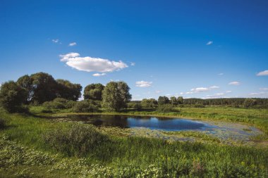 Güzel güneşli yaz manzara. Mavi gökyüzü ve beyaz kabarık bulutlar, yeşil ağaçlar ve yabani ot, gölet veya göl su arka plan. Yatay renkli fotoğraf.