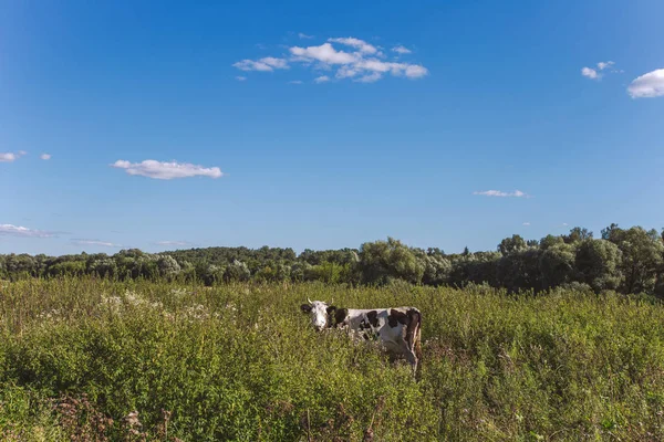 Lonely black and white funny cow gazing at camera in beautiful countryside landscape while standing in long wild green grass outside on sunny summer meadow. Wide angle horizontal color photography.