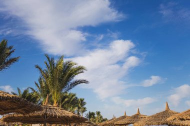 Parlak mavi gökyüzü ve güneşli yaz tropikal plajda şemsiye izole güzel yeşil palmiye ağaçları. Yatay renkli fotoğraf.