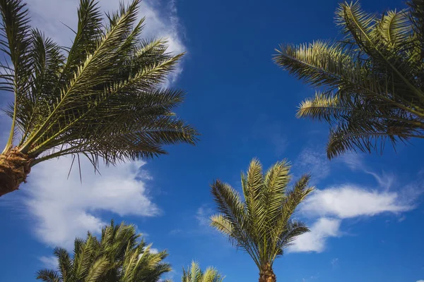 Green palms isolated on blue sky with white soft clouds background. Horizontal color photography.