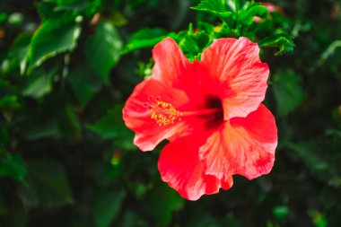 Parlak canlı kırmızı hibiscus çiçek açık havada park veya bahçede büyüyen portre resim. Yatay renkli fotoğraf.
