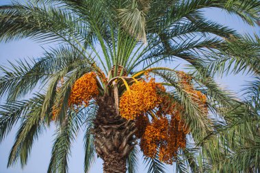Palmiye ağacı mavi gökyüzü arka plan izole closeup görünümü. Yaz doğa arka plan. Yatay renkli fotoğraf.