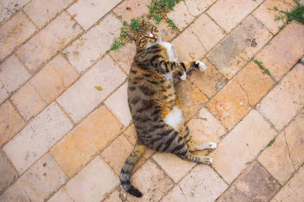 Simpatico Gatto Adulto Divertente Sdraiato Terra All Aperto Guardando Con — Foto Stock