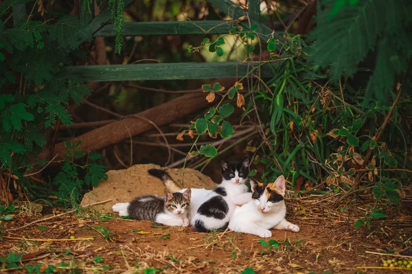 三个街头猫的幸福家庭的肖像放松户外 水平彩色摄影 — 图库照片