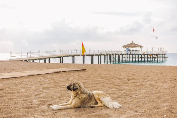 Великий Безпритульний Собака Відпочиває Піщаному Ранковому Пляжі Лежить Піску Горизонтальна — стокове фото
