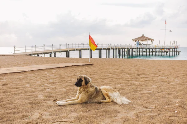 Портрет Милого Великого Жовтого Монгольського Собаки Розслабляється Піщаному Літньому Пляжі — стокове фото