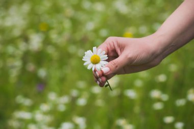En iyi bulanık yeşil çim zemin üzerine izole bir taze papatya çiçek tutan el görünümünü kapatın. Yatay renkli fotoğraf.