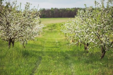 Kırsal güzel bahar bahçesi. Çiçek genç elma ağaçlarının ve çimenli yolu. Yatay renkli fotoğraf.