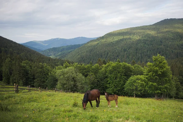 Schöne Ländliche Landschaft Mit Braunen Pferden Kleines Fohlen Und Stute — Stockfoto
