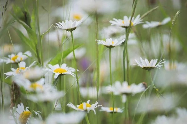 Grüne Frühlings Oder Sommerpflanzen Die Auf Dem Land Wachsen Schöner — Stockfoto