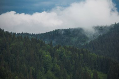 Eski yeşil iğne yapraklı ahşap doğal highlands, üzerinde bulutlu gri yağmurlu gökyüzü. Yatay renkli fotoğraf.