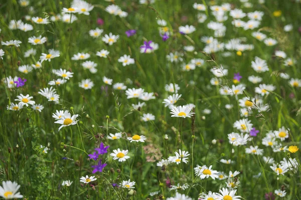 Grüne Frühlings Oder Sommerpflanzen Die Auf Dem Land Wachsen Schöner — Stockfoto