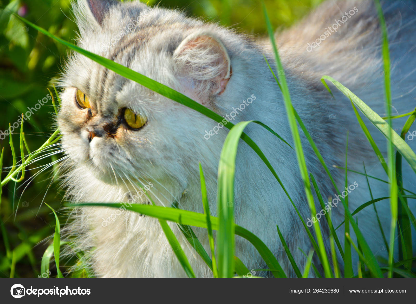 Persian top cat nature