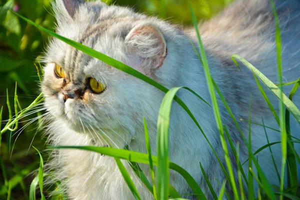 Persian Cat Nature — Free Stock Photo