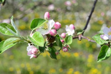 Çiçek açan elma ağacı. Gökyüzüne karşı yumuşak beyaz çiçekler.
