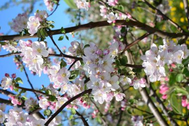 Çiçek açan elma ağacı. Gökyüzüne karşı yumuşak beyaz çiçekler.