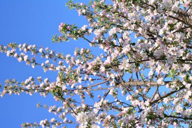 Çiçek açan elma ağacı. Gökyüzüne karşı yumuşak beyaz çiçekler.