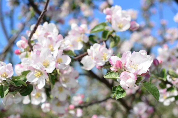 Kwitnąca Jabłoń Delikatne Białe Kwiaty Niebie — Zdjęcie stockowe