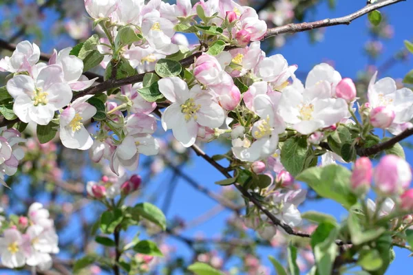 Manzano Floreciente Flores Blancas Suaves Contra Cielo — Foto de Stock